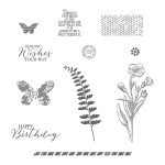 Butterfly Basics